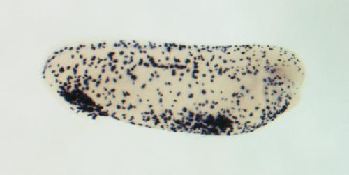 Xenbase Expression Image