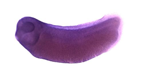 Image for BrÃ¤ndli Lab 2008