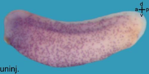 Manual Lit image for Xenopus