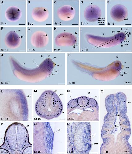 Manual Lit image for Xenopus