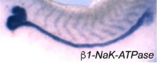 Manual Lit image for Xenopus