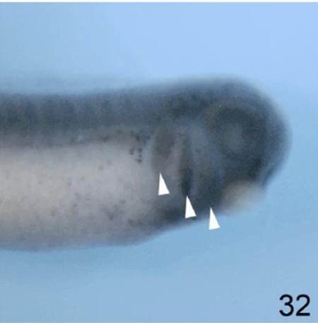 Manual Lit image for Xenopus