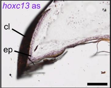 Manual Lit image for Xenopus