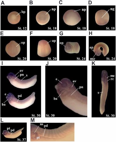 Manual Lit image for Xenopus
