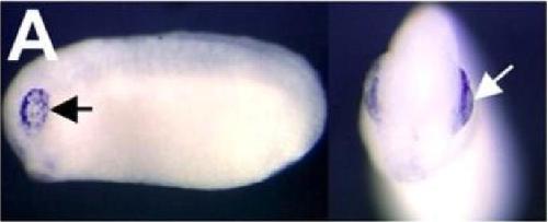 Manual Lit image for Xenopus