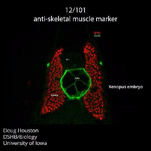 Xenopus antibody image