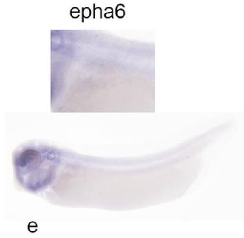 Manual Lit image for Xenopus