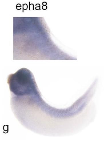 Manual Lit image for Xenopus