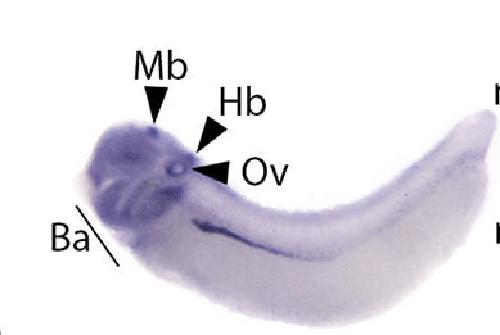 Manual Lit image for Xenopus