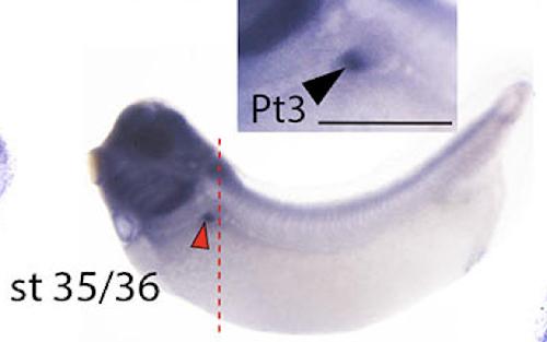 Manual Lit image for Xenopus