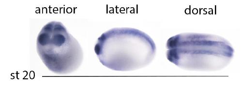 Manual Lit image for Xenopus