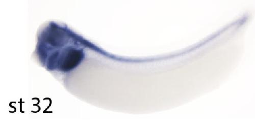 Manual Lit image for Xenopus