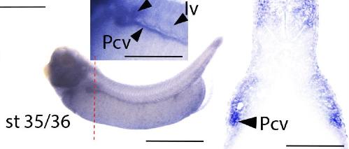 Manual Lit image for Xenopus