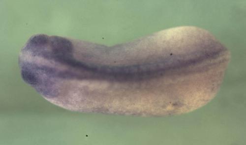 Xenopus activating transcription factor 1 / atf1 expression in wholemount.