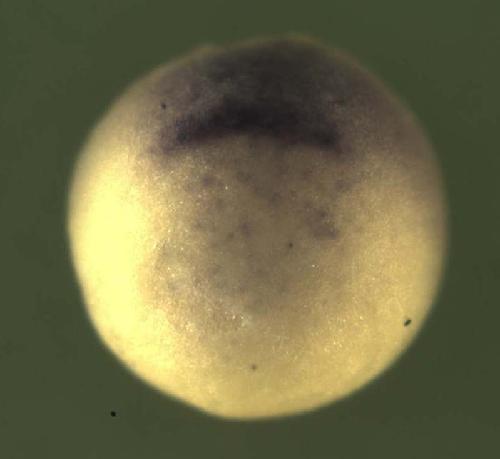 Xenopus palmitoyl-protein thioesterase 2 / ppt2 gene expression in stage 10 embryo