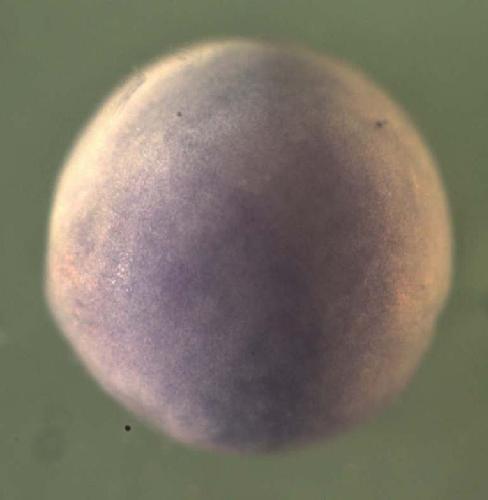 Xenopus acetyl-Coenzyme A acyltransferase 1 (peroxisomal 3-oxoacyl-Coenzyme A thiolase)  /acaa1 gene expression in stage 15 embryo