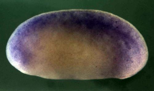 Xenopus acyl-Coenzyme A dehydrogenase family, member 10 / acad10 gene expression in stage 22 embryo