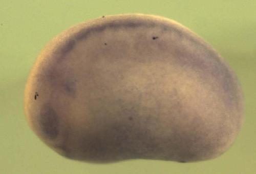 Xenopus ring finger protein 115 / rnf115 gene expression in stage 20 embryo