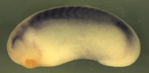 Xenopus Rho family GTPase 3 
 / rnd3 gene expression in stage 25 embryo