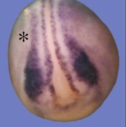 Xenopus snai1 / snail gene expression