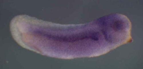 Xenopus vdac3 / voltage-dependent anion channel 3 gene expression in stage 28 embryo. Clone TTpA012o04.