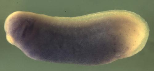 Xenopus olfml2a / olfactomedin-like 2A gene expression in stage 28 embryo