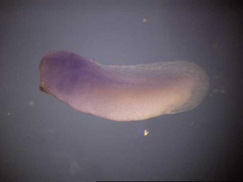Papalopulu Lab Image