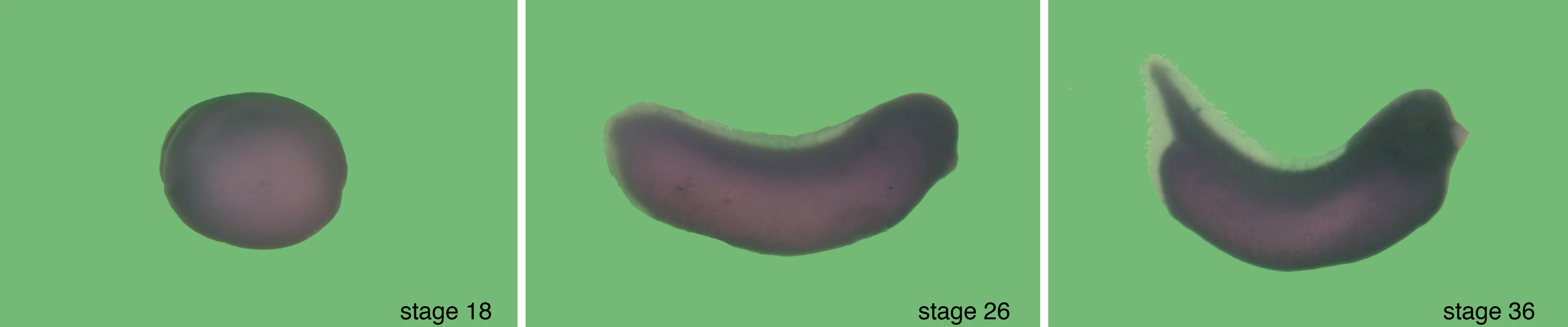 Xenbase Expression Image