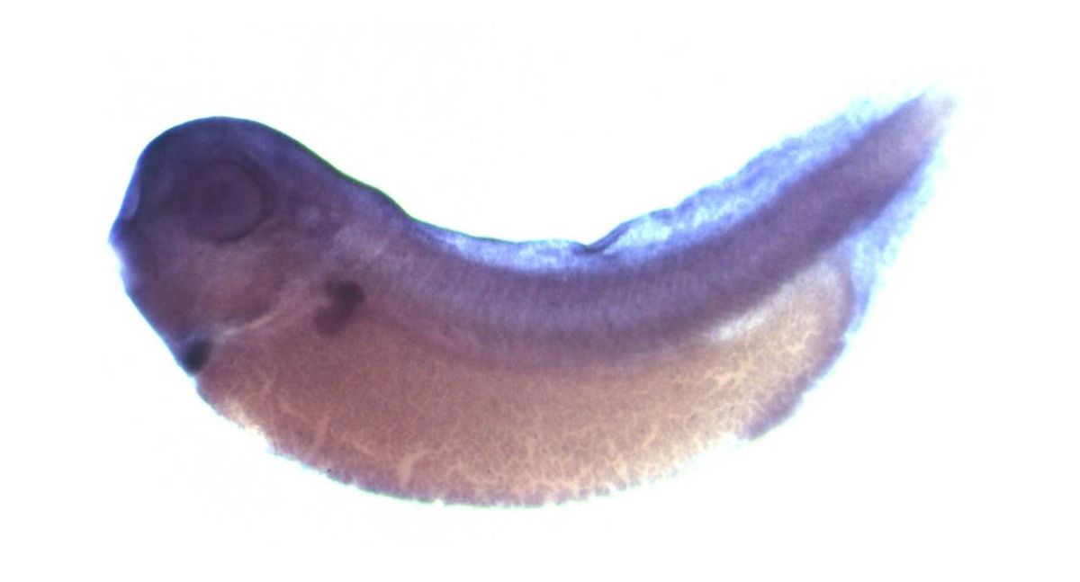 Image for BrÃ¤ndli Lab 2008