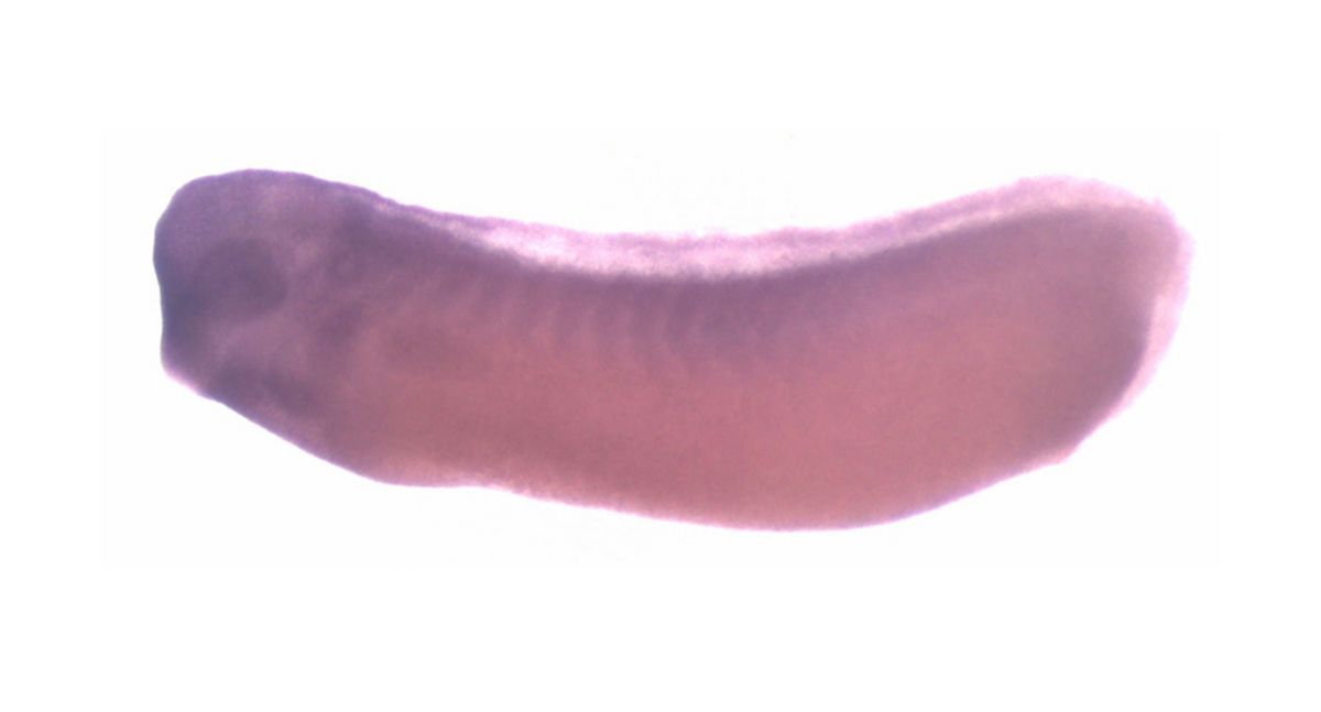 Image for BrÃ¤ndli Lab 2008