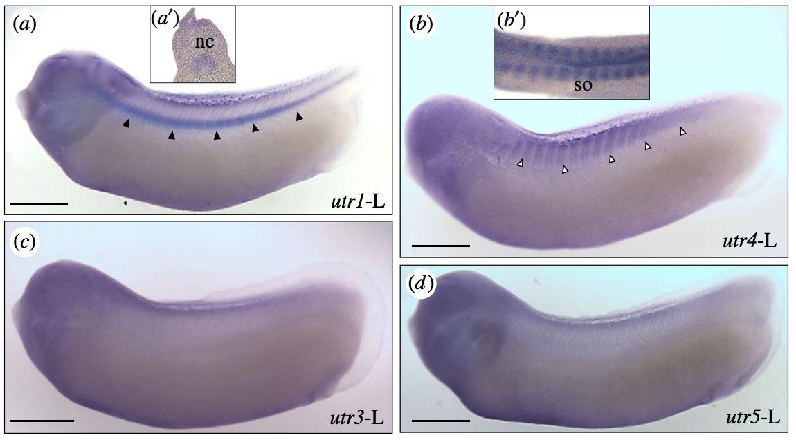Manual Lit image for Xenopus