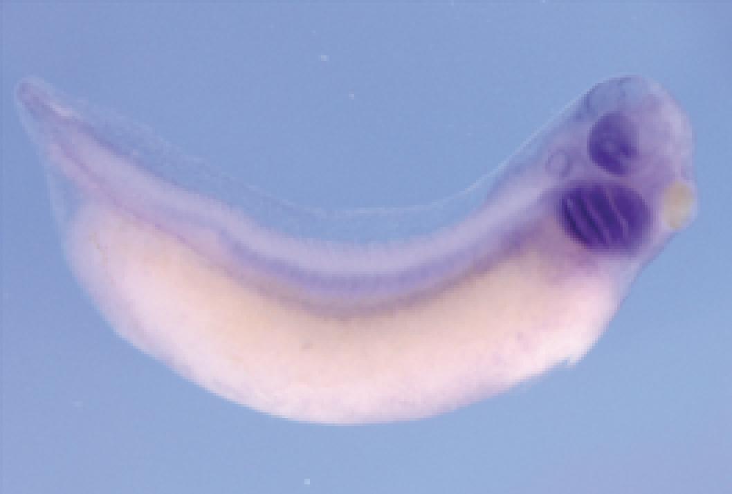 Manual Lit image for Xenopus