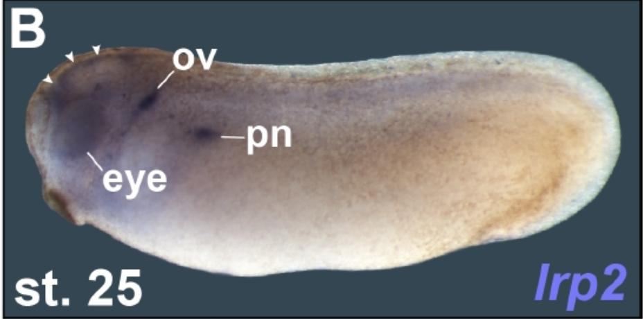 Manual Lit image for Xenopus