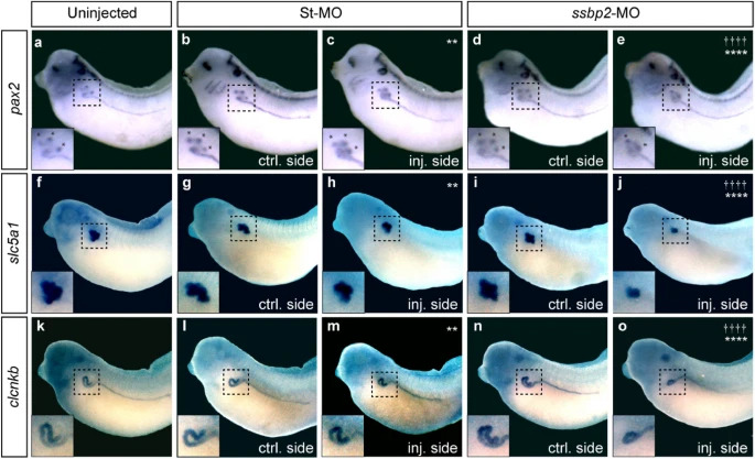 Manual Lit image for Xenopus