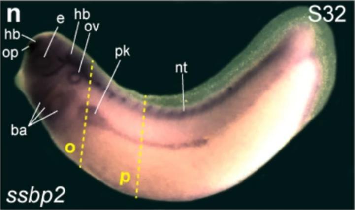 Manual Lit image for Xenopus
