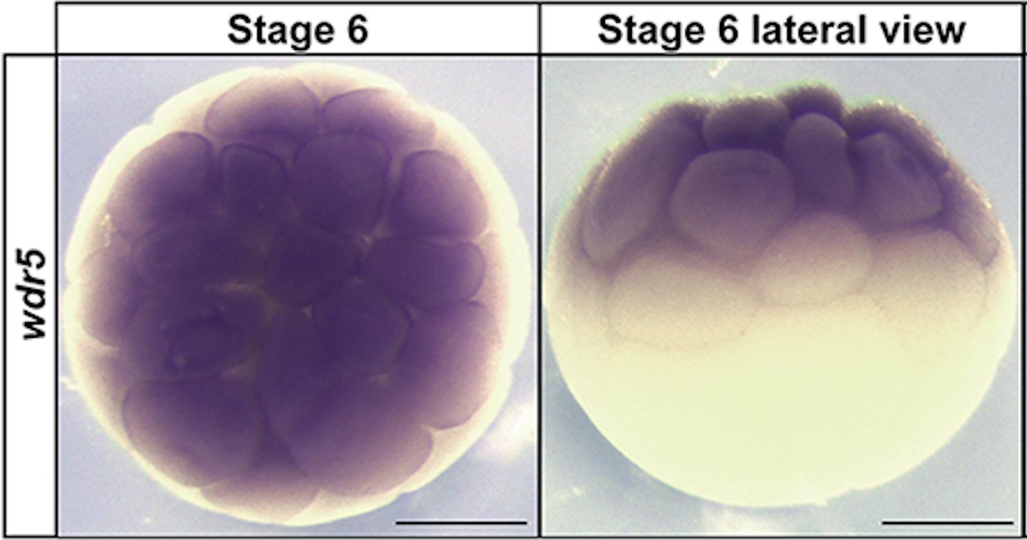 Manual Lit image for Xenopus