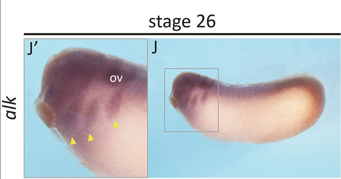 Manual Lit image for Xenopus