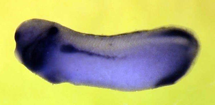 Xenopus claudin 6 expression.