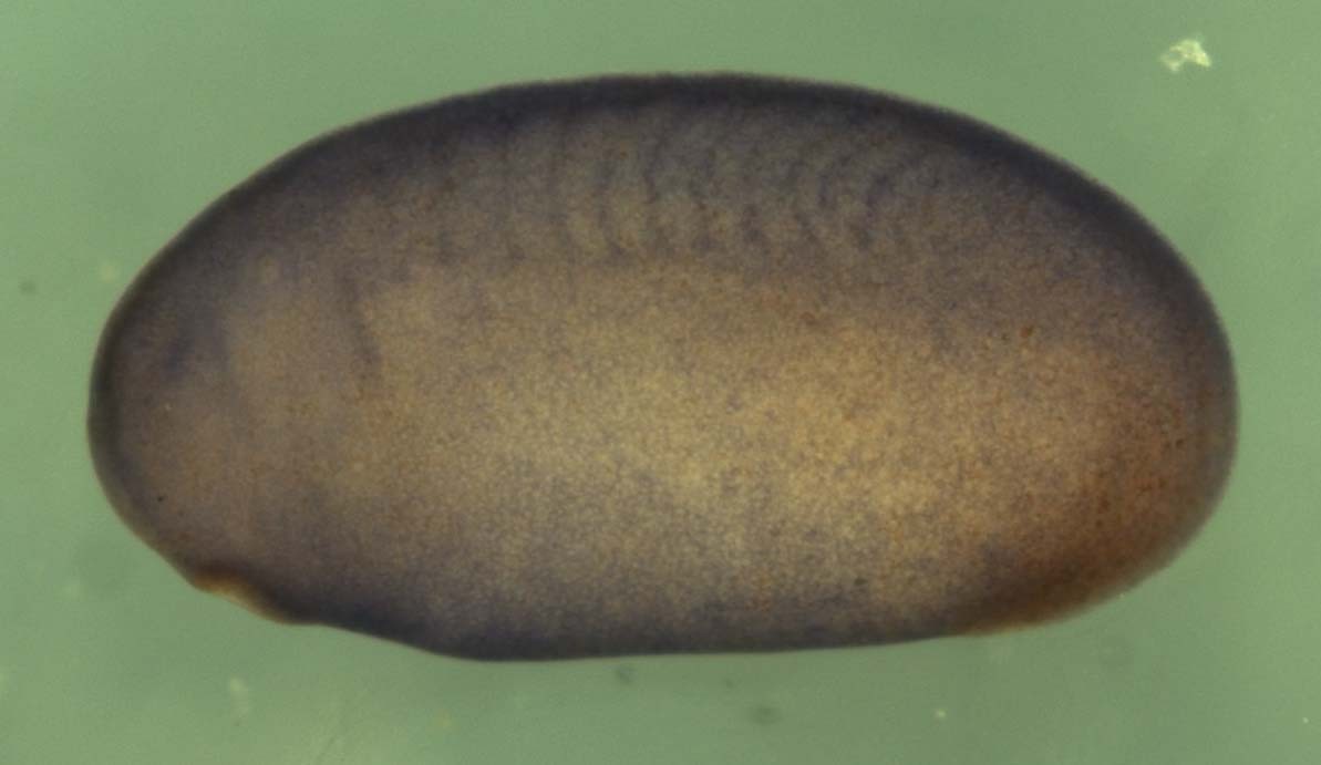 Xenopus ARP3 actin-related protein 3 homolog / actr3 expression in stage 20 embryo.