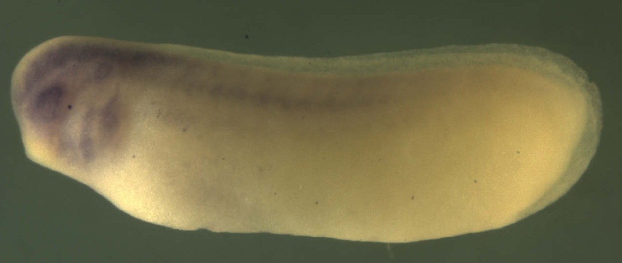 Xenopus COP9 constitutive photomorphogenic homolog subunit 7A / cops7a gene expression in stage 26 embryo