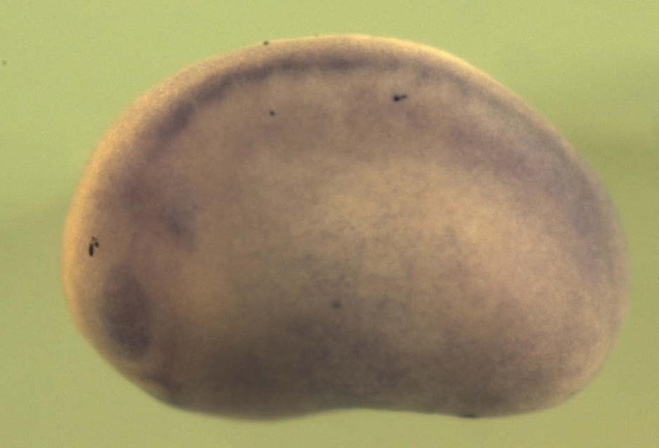 Xenopus ring finger protein 115 / rnf115 gene expression in stage 20 embryo