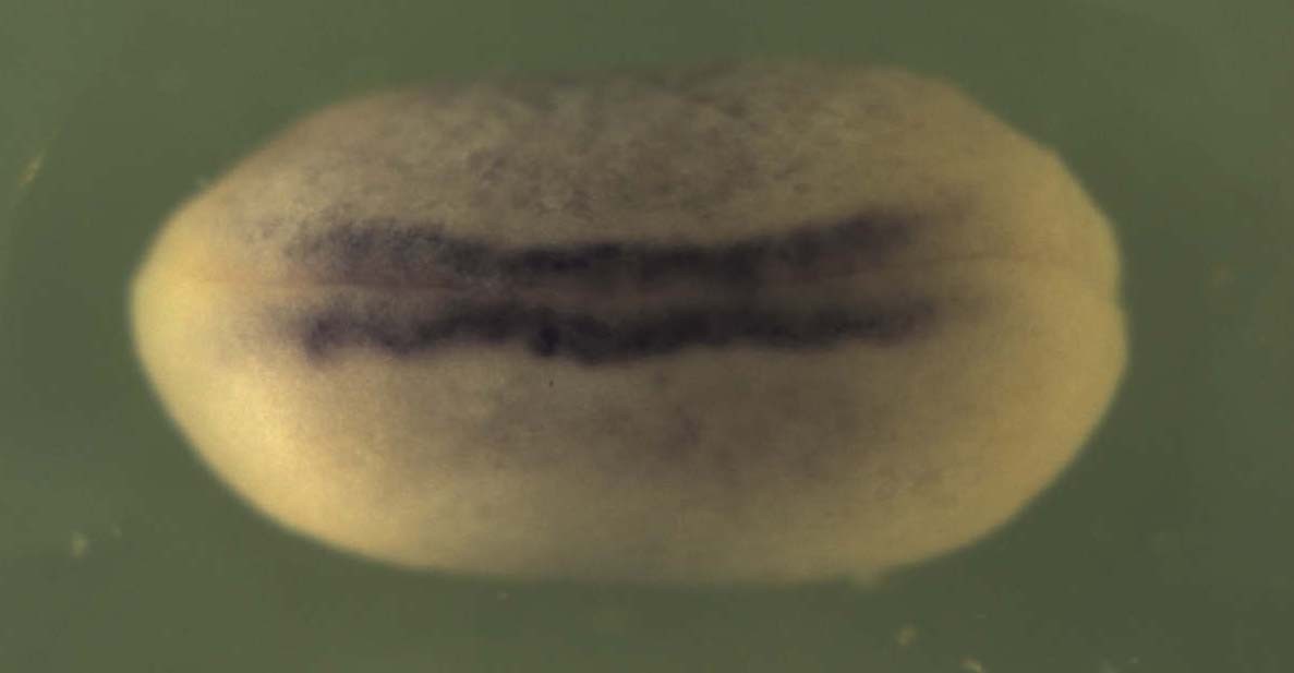 Xenopus serpin peptidase inhibitor, clade F (alpha-2 antiplasmin, pigment epithelium derived factor), member 1 / serpinf1 gene expression in stage 18 embryo