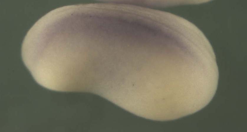 Xenopus splicing factor, arginine/serine-rich 7, 35kDa  / sfrs7 gene expression in stage 20 embryo