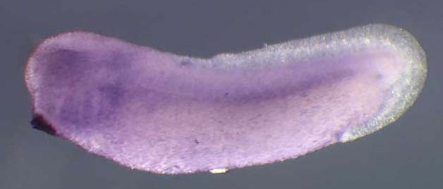 Xenopus eif6 / eukaryotic translation initiation factor 6 gene expression in stage 28 embryo