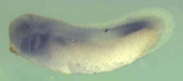 Xenopus pus7 / pseudouridylate synthase 7 homolog gene expression in stage 28 embryo. Clone TEgg007f18