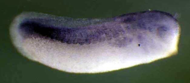 Xenopus myh2 / myosin, heavy chain 2, skeletal muscle, adult gene expression in stage 28 embryo. Clone TTpA022m11.