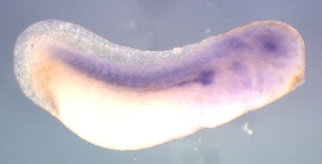 Xenopus cox4i1 / cytochrome c oxidase subunit IV isoform 1 gene expression in stage 28 embryo. Clone TTpA022c05.