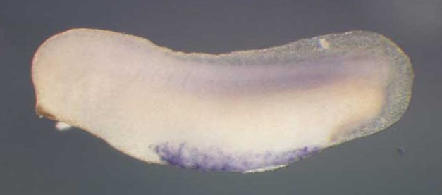 Xenopus ensa / endosulfine alpha gene expression in stage 28 embryo. Clone TTpA018o10.