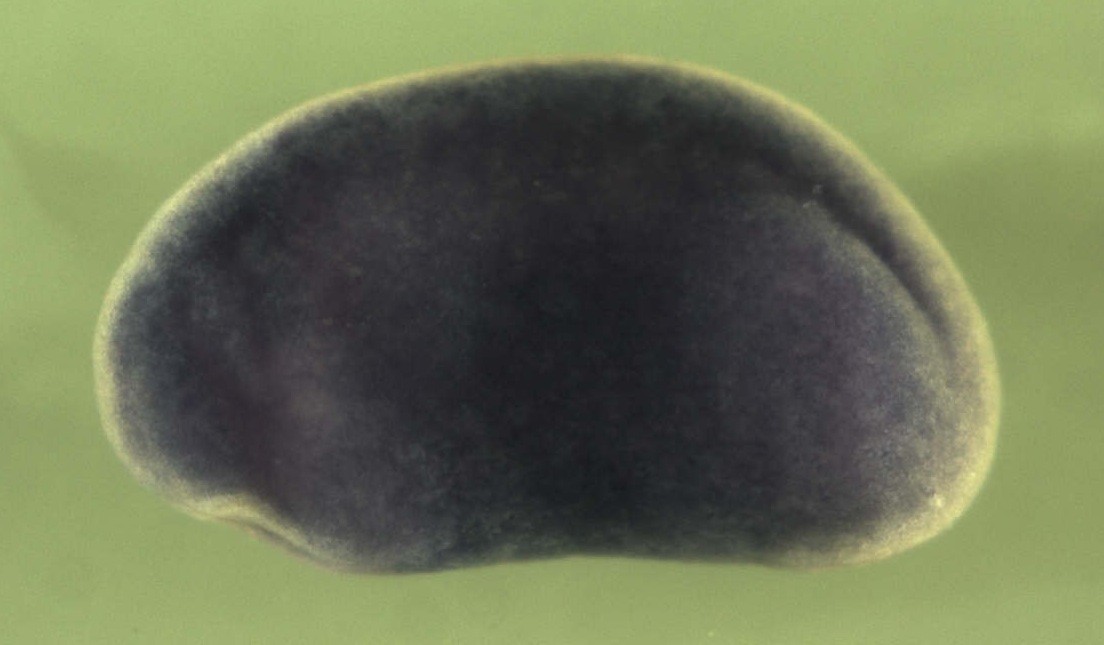 Xenopus drap1 /  DR1-associated protein 1 (negative cofactor 2 alpha) expression in stage 20 embryo