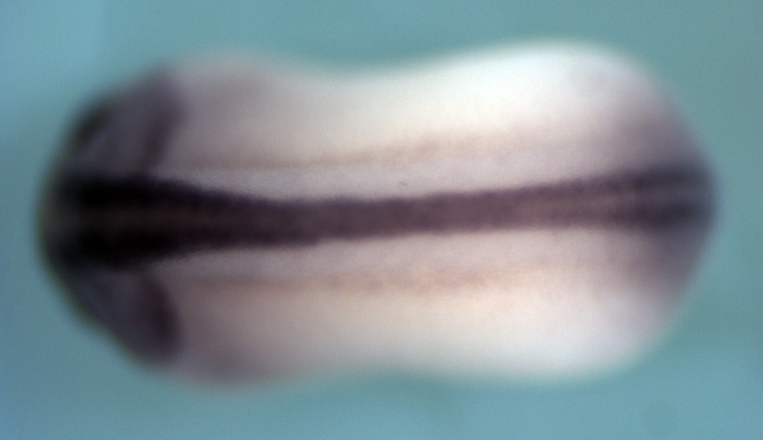 Xenopus cdh2 / cadherin 2, type 1, N-cadherin expression in stage 22 embryo. Image by Scott Rankin and Aaron Zorn.